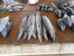 Изучайте релизы biss на discogs. Fischatlas Der Grosse Barracuda Global Angling Com