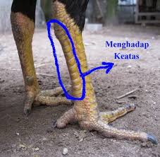 Bentuk dan model kaki ayam petarung pukul saraf/ko. Sisik Ayam Pukul Mati Masnurul