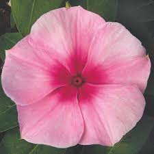 Sunstorm Blush Vinca Seni
