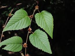 Image result for Melochia