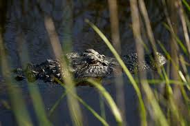 Neighbors Rescue Woman Attacked By Alligator While Walking Her Dog
