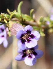 Image result for Aptosimum marlothii