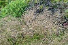 Up to 50% discount on all plants! Deschampsia Cespitosa Tautrager Plants