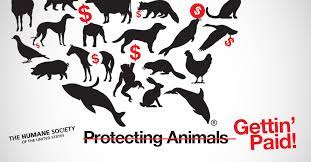 Breaking Hsus Loses Charity Rating Humane Society Animals House Training Puppies