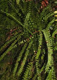 Image result for Trichomanes