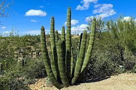 Saguaros ( carnegiea gigantea ) in organ pipe cactus national monument. Organ Pipe Cactus National Monument Travel Guide Activities To Do And Places To Visit Inside The Organ Pipe Cactus Monument Az 2021