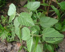 Image result for Waltheria