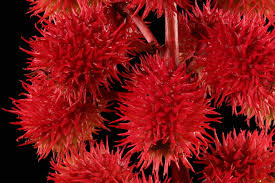 Image result for Ricinus communis