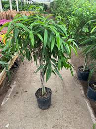 Image result for Ficus muelleriana