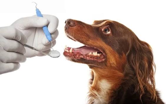 Pet Dental Care | Veterinarian in Oshawa, ON | Harmony Road Animal Hospital