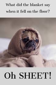 Funny Doge Meme Dogs Pug Memes Your Dog