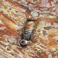 You also learn how to kill earwigs and other pests if they manage to make it into your yard. Earwigs How To Get Rid Of Pincher Bugs Signs Prevention And Removal