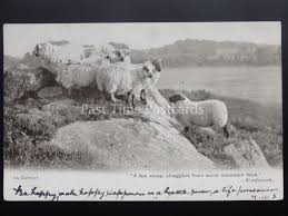 The shepherd and his sheep september 24, 2020 by christian quote of the day leave a comment the only safe place for a sheep is by the side of his shepherd, because the devil does not fear sheep; Sheep Lamb An Outcast A Few Sheep Stragglers Wordsworth Quote C1903 Hippostcard
