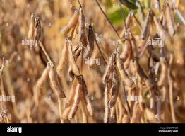 Image result for Indigofera brachynema