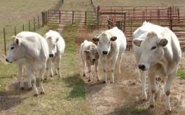 We raise a breed of cattle that is genetically superior, in addition to using an old fashioned approach to animal care and husbandry to produce a consistent, high quality product that is extraordinarily lean and incredibly tender. Breeds Piemontese The Cattle Site