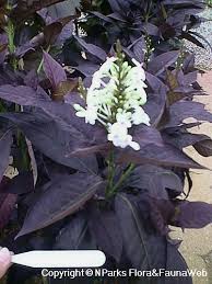 Image result for Eranthemum laxiflorum