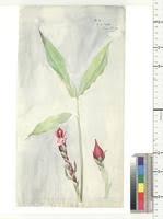 Image result for Belonophora coffeoides