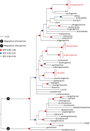 Let's change the world together. Four New Species Of Asian Horned Toads Anura Megophryidae Megophrys From Southern China