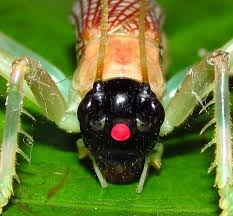 Image result for Rhytachne triaristata