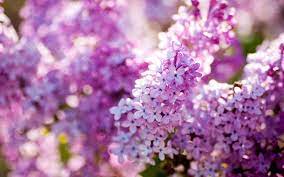 Purple Photo Lilac Flower Lilac Flowers Beautiful Flowers Wallpapers Lilac Tree