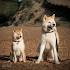 What is the Difference Between a Shiba Inu and an Akita ...