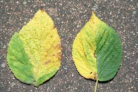 Yellow leaves on a raspberry. Late Spring Rains Spark Unusual Yellow Rust Infestation In Raspberry Strawberries And Caneberries Anr Blogs