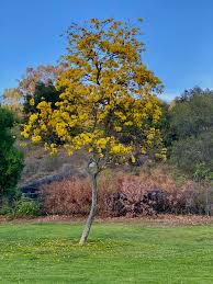 Image result for Handroanthus chrysotrichus