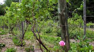 Check spelling or type a new query. Brimstone Hill Vineyard Pine Bush Ny 12566