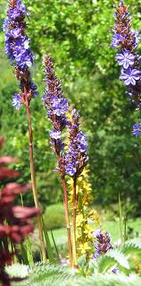 Image result for Callilepis laureola