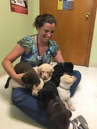 Uncover why all pets veterinary clinic is the best company for you. Ulm Veterinary Clinic Veterinarian In Farmington Il Us