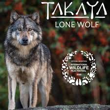 Takaya On Instagram What An Honour For Takaya What An Amazing Opportunity To See The Film Takaya Lone Wolf No Matter Which C In 2020 Lone Wolf Baby Wolves Wolf