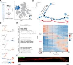 Check spelling or type a new query. High Throughput Single Cell Transcriptome Profiling Of Plant Cell Types Sciencedirect