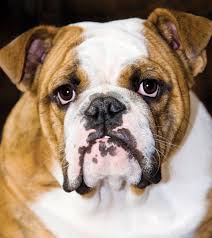 The bulldog was created in an era where records of dog breeding did not exist, and was primarily kept by men who were very likely to be illiterate. English Bulldog