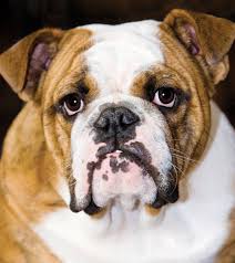 He will have his first vaccination lancaster puppies advertises puppies for sale in pa, as well as ohio, indiana, new york and other states. English Bulldog