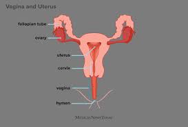 It's up to you to find it. What Does The Inside Of A Vagina Look Like Diagrams And Self Exam