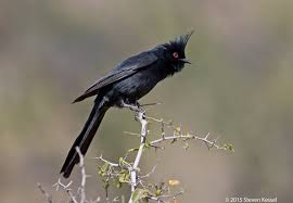 Tickets on sale today and selling fast, secure your seats now. Black Cardinal Hardly Sonoran Images
