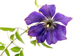 Rosen, clematis, bohnen wie sie sehen, ist es auch für absolute laien nicht schwer, ein rankgerüst für die kletterpflanzen selbst zu bauen. Klettergerust Fur Clematis Selber Bauen So Geht S