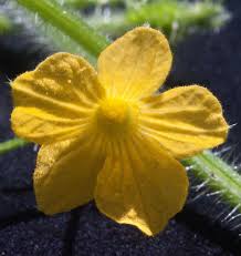 Image result for Cucumis metuliferus