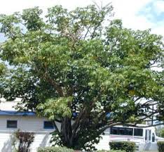 Best reviews guide analyzes and compares all umbrellas of 2021. Umbrella Tree Weed Identification Brisbane City Council