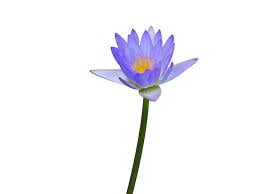 Image result for Nymphaea nouchali