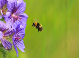 Woodland, hedgerows, meadows and verges have been disappearing at an alarming rate and parts of the countryside are now you can help the bees, all the bees, honey bees, bumblebees and solitary bees, by planting more flowers for them to feed on. Guide To Solitary Bees In Britain The Wildlife Trusts
