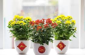 11 loại hoa chưng trong nhà ngày Tết ...