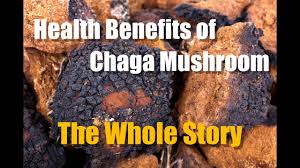 There are no guidelines for the appropriate use of chaga. What Is Chaga Mushroom Tea Health Benefits And How To Make It