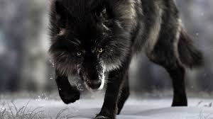 We would like to show you a description here but the site won't allow us. Black Wolf Wallpapers And Hd Backgrounds Free Download On Picgaga