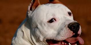 Download The Latest American Pitbull Dog Wallpaper Hd From Wallpaper American Pitbull Dog American Staffordshire Terrier Puppies American Staffordshire Terrier