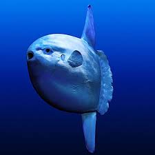 The Ocean Sunfish Is The Heaviest Known Bony Fish In The World It Has An Average Adult Weight Of 2 200 Lb Weird Sea Creatures Ocean Creatures Sea Creatures