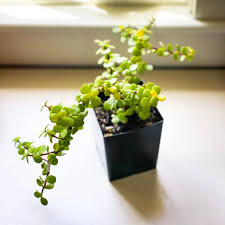 Image result for Portulacaria