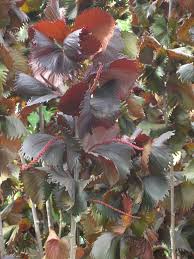 Image result for Acalypha lanceolata