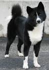 Karelian Bear Dogs - Tsar Shadow Registered Kennels