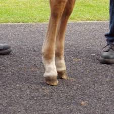 Or, horses can develop club foot. Pdf The Incidence Of Acquired Flexural Deformity And Unilateral Club Foot Uneven Feet In Thoroughbred Foals